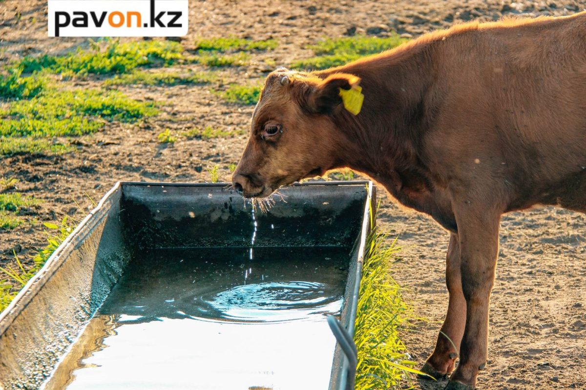 d9987adea0233bfe5a318fcd88452a2765af03dc